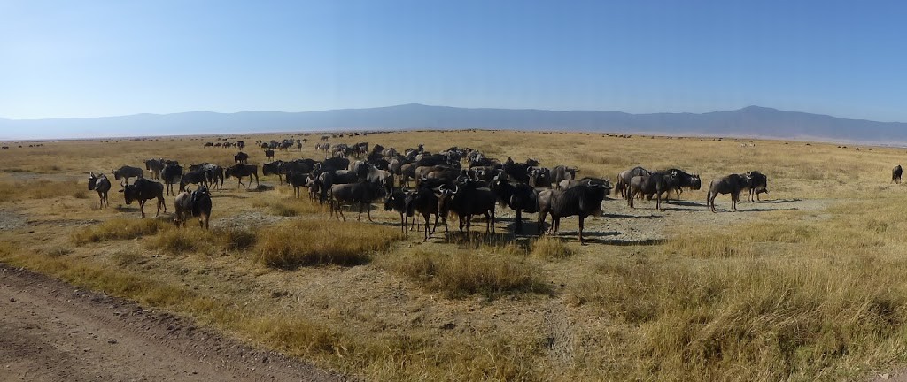 Wildebeest herd in Ngorongoro Crater