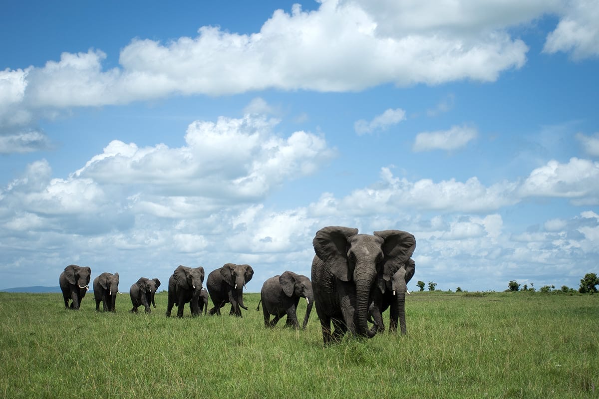 africa-revisited-marvel-of-the-mara-rep-kenya-safaris