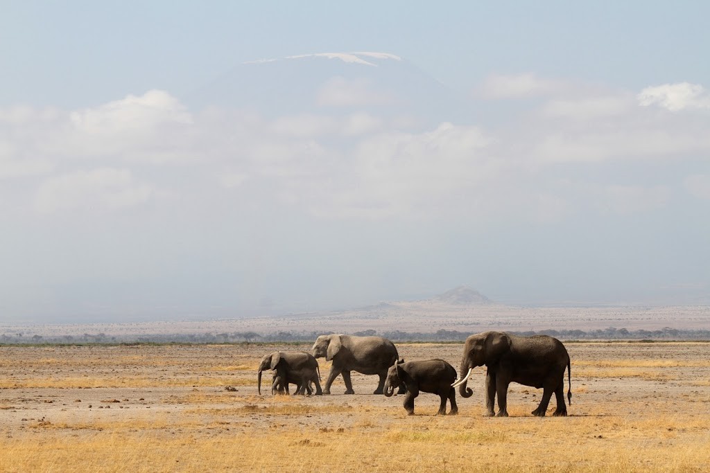 Classic photo with Mount Kilimanjaro ( peeping out of the clouds ) dwarfing the elephants