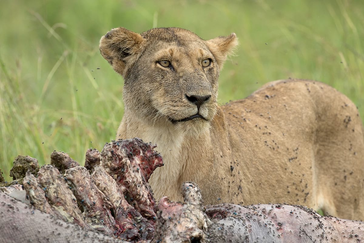 fight-for-survival-rep-kenya-safaris