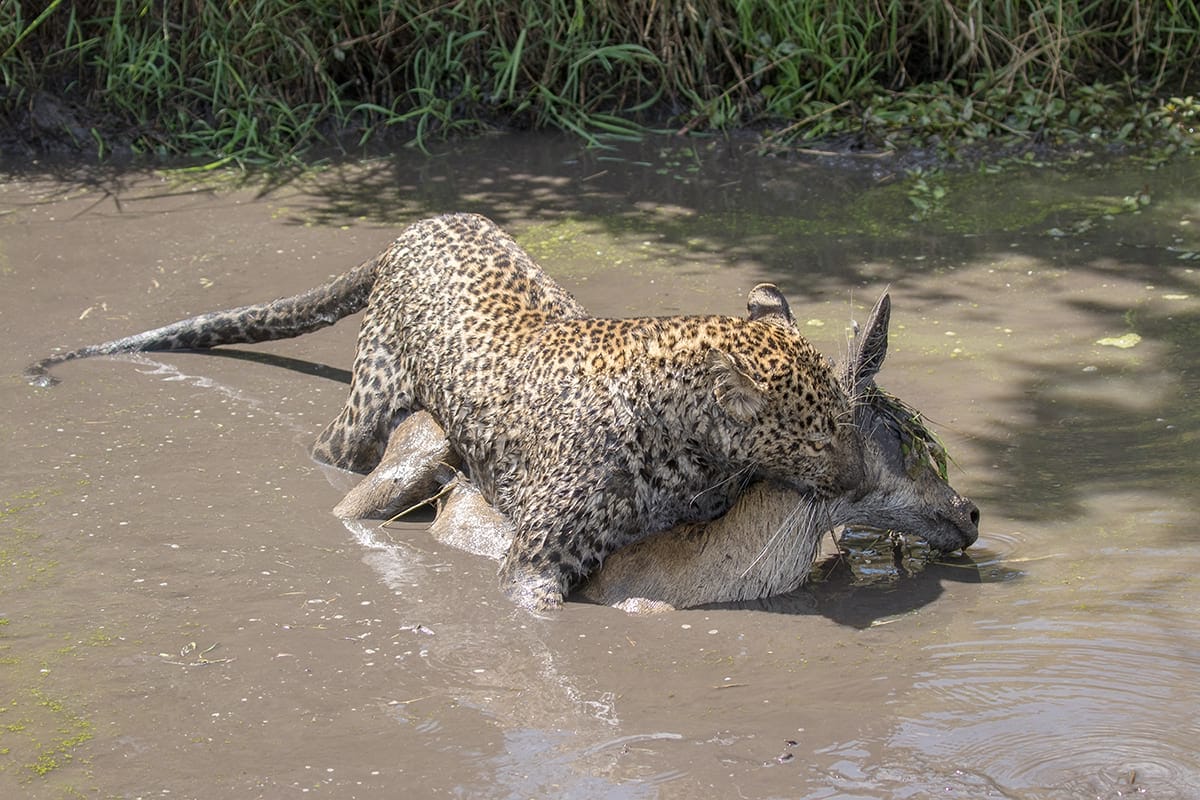 taking-the-plunge-rep-kenya-safaris
