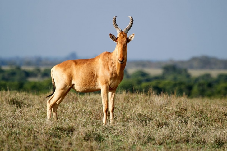 nairobi-ol-pejeta-rep-kenya-safaris
