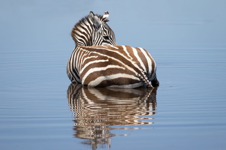 nakuru-national-park-zebra-rep-kenya-safaris
