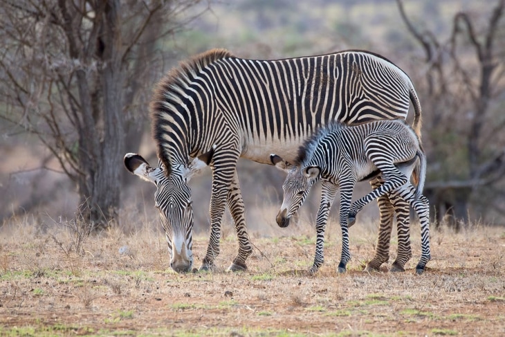 ol-pejeta-samburu-rep-kenya-safaris