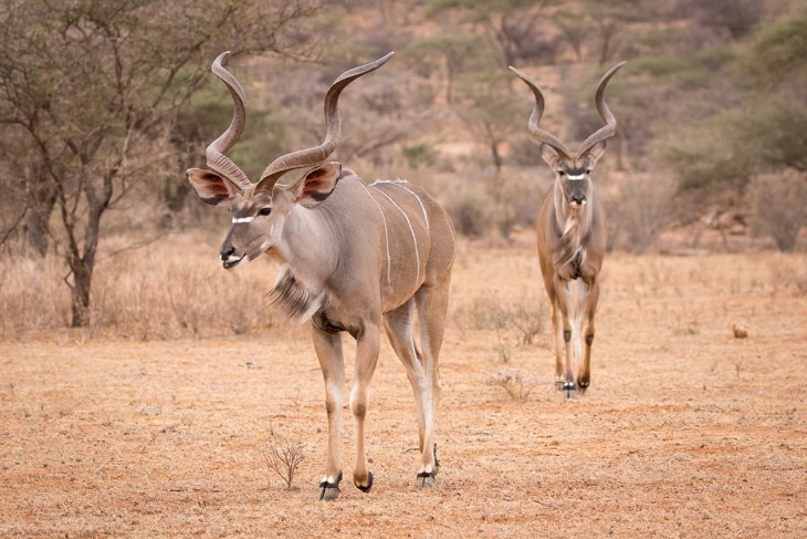 ol-pejeta-samburu-rep-kenya-safaris