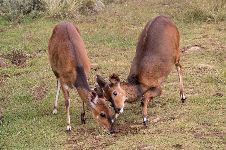samburu-aberdares-rep-kenya-safaris